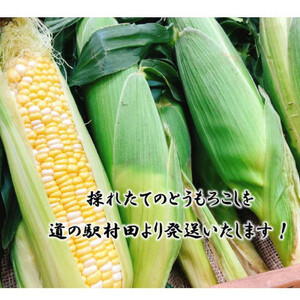 【先行受付2026年】とうもろこし　ドルチェドリーム　約3.0kg　数量限定【配送不可地域：離島】【1451276】