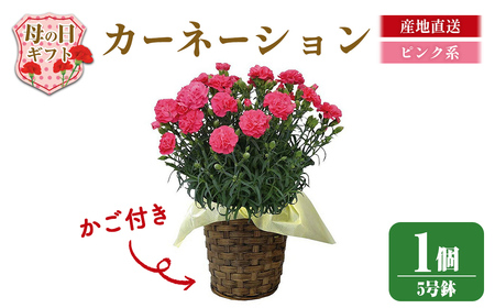 ＜先行予約受付中！2026年5月6日～9日に順次発送予定＞＜母の日ギフト＞柴田ポットカーネーション (ピンク系・5号鉢) 母の日 プレゼント ギフト 花 鉢植え プレゼント フラワーセット 【しばたの未来】 sh017-B