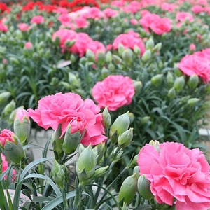 ＜先行予約受付中！2026年5月6日～9日に順次発送予定＞＜母の日ギフト＞柴田ポットカーネーション (ピンク系・5号鉢) 母の日 プレゼント ギフト 花 鉢植え プレゼント フラワーセット 【しばたの未来】 sh017-B