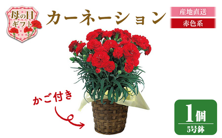 ＜先行予約受付中！2026年5月6日～9日に順次発送予定＞＜母の日ギフト＞柴田ポットカーネーション (赤色系・5号鉢) 母の日 プレゼント ギフト 花 鉢植え プレゼント フラワーセット 【しばたの未来】 sh017-A