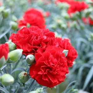 ＜先行予約受付中！2026年5月6日～9日に順次発送予定＞＜母の日ギフト＞柴田ポットカーネーション (赤色系・5号鉢) 母の日 プレゼント ギフト 花 鉢植え プレゼント フラワーセット 【しばたの未来】 sh017-A