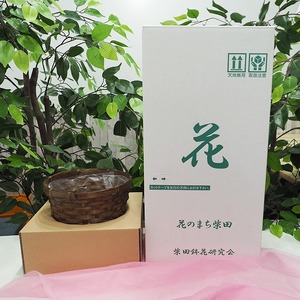 ＜先行予約受付中！2026年5月6日～9日に順次発送予定＞＜母の日ギフト＞柴田ポットカーネーション (赤色系・5号鉢) 母の日 プレゼント ギフト 花 鉢植え プレゼント フラワーセット 【しばたの未来】 sh017-A