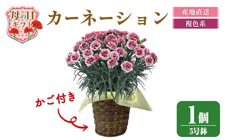 ＜先行予約受付中！2026年5月6日～9日に順次発送予定＞＜母の日ギフト＞柴田ポットカーネーション (複色系・5号鉢) 母の日 プレゼント ギフト 花 鉢植え プレゼント フラワーセット 【しばたの未来】 sh017-C