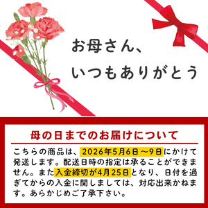 ＜先行予約受付中！2026年5月6日～9日に順次発送予定＞＜母の日ギフト＞柴田ポットカーネーション (複色系・5号鉢) 母の日 プレゼント ギフト 花 鉢植え プレゼント フラワーセット 【しばたの未来】 sh017-C