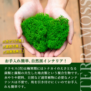 水苔無しモスポール 30本まとめ 29cmサイズ