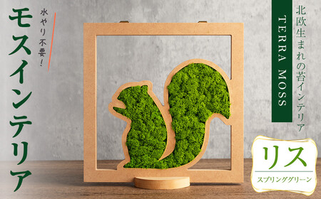 モスインテリア「リス」(スプリンググリーン) ＜横200mm・高さ200mm・幅15mm＞ 観葉植物  苔 コケ テラモス インテリア 植物 【結び】 sh028-A