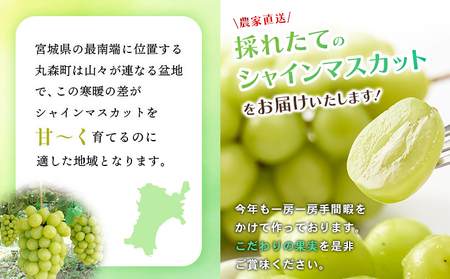 【先行予約】《2026年9月下旬～11月下旬出荷》  宮城県丸森町産 シャインマスカット　1房(1房 600g以上)【48002】