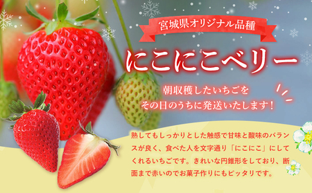 宮城県産いちご「にこにこベリー」約500g(250g×2)【58001】