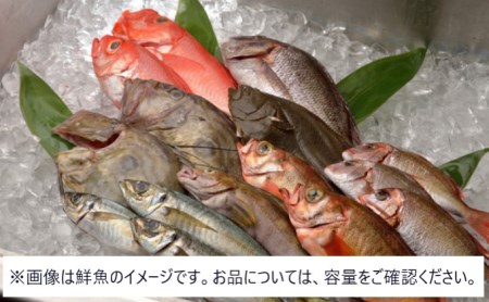 泰光水産 季節の 鮮魚 Box 4 5kg 宮城県産 荒浜港 宮城県亘理町 ふるさと納税サイト ふるなび 泰光水産 季節の 鮮魚 Box 4 5kg 宮城県産 荒浜港 宮城県亘理町 ふるさと納税サイト ふるなび