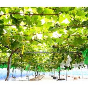 【2026年 秋発送分】~シャインマスカット~ 約600g Domaine MARUTA【配送不可地域:離島】【1048876】