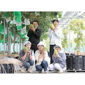 【2026年 秋発送分】~シャインマスカット~ 約600g Domaine MARUTA【配送不可地域:離島】【1048876】