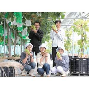 【2026年 秋発送分】~シャインマスカット~ 約800g Domaine MARUTA【配送不可地域:離島】【1060797】