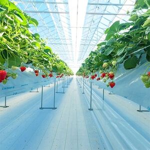 (農場直送)ミガキイチゴ・ゴールド(420g)【配送不可地域:離島】【1125795】