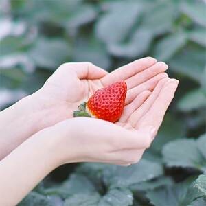 (農場直送)ミガキイチゴ・ゴールド(420g)【配送不可地域:離島】【1125795】