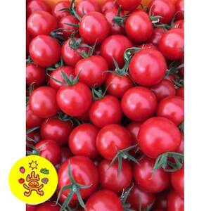 山のふ元のあまトマト(フルティカ・小鈴の詰め合わせセット)【配送不可地域:離島】【1342343】