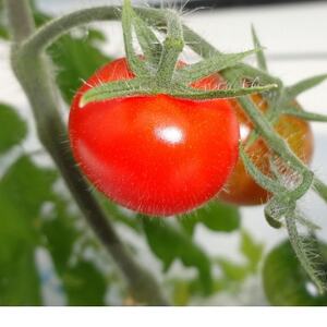 山のふ元のあまトマト(フルティカ・小鈴の詰め合わせセット)【配送不可地域:離島】【1342343】