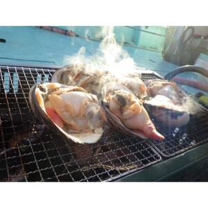 ホッキ貝15個(3～4kg)【宮城県山元町磯浜漁港直送】獲れたての大粒北寄貝をお届けします 刺身でも【配送不可地域：離島】【1479869】