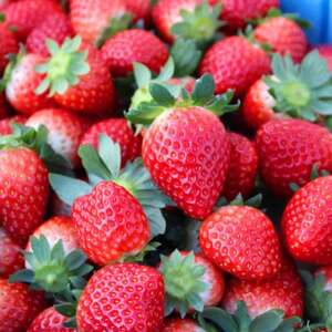 山元いちご農園 4品種食べ比べセット 4パック【配送不可地域：離島・北海道・沖縄県・信越、北陸・近畿・中国・四国・九州】【1693715】