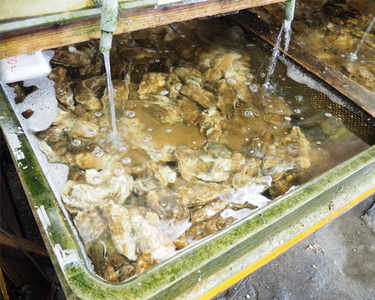 松島産かき No.004