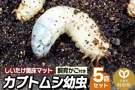 宮城県利府町産 カブトムシ幼虫5匹セット | 宮城県利府町 | ふるさと納税サイト「ふるなび」