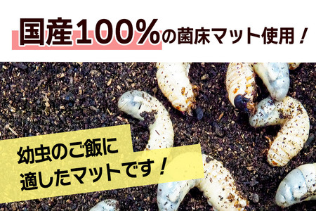 宮城県利府町産 カブトムシ幼虫5匹セット | 宮城県利府町 | ふるさと納税サイト「ふるなび」