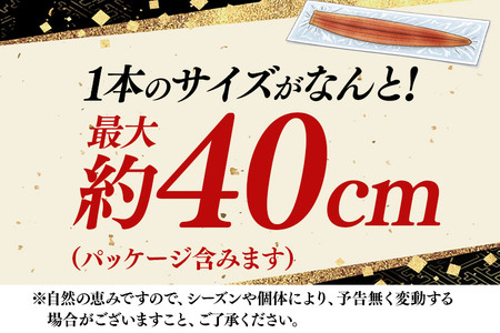 真あなご蒲焼＜煮穴子＞ 400g 韓国産 宮城県 利府町