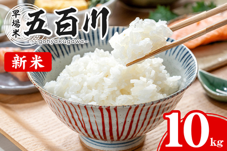 ＜令和6年産 新米＞ 五百川 10kg お米 おこめ 米 コメ 白米 早場米 極早生品種 ご飯 ごはん おにぎり お弁当【赤間農業開発株式会社】ta459