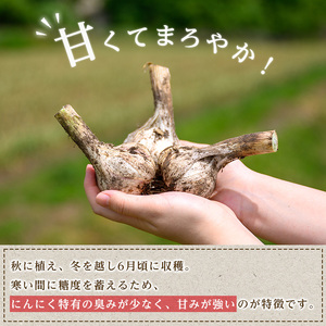 生むきにんにく 1kg にんにく ニンニク ガーリック ホワイト おつまみ 健康 食品 料理 産地直送 宮城県 大和町【株式会社ファーム沢渡】ta553