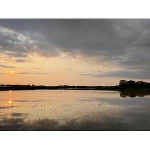 北海道産 特別栽培米ゆめぴりか 玄米5kg【1439011】