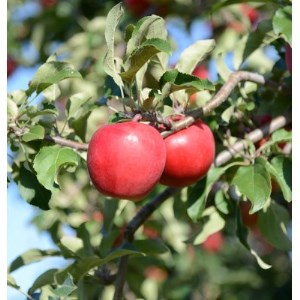 深川産りんご使用果実酒ふかがわシードル【中口 750ml×3本セット】【1345798】