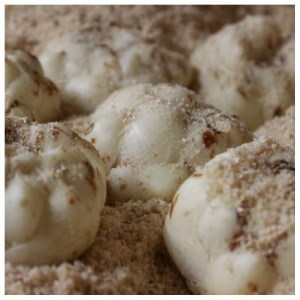 【令和8年産先行受付】北海道深川市産　ゆり根(Lサイズ)　2kg【1304890】