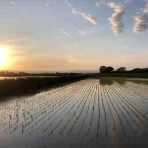 北海道産ゆめぴりか 栽培期間中農薬・化学肥料不使用 白米5kg×2袋【1382872】