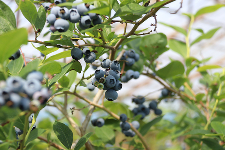 ベリシェス オイル 30ml｜化粧品 美容 化粧水 お肌 お手入れ スキンケア ローション 抗菌作用 ブルーベリー [0166]