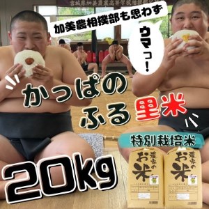 【特別栽培米】かっぱのふる里米(ひとめぼれ)精米20kg【1357822】