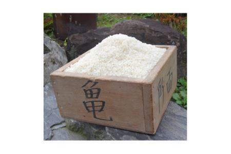 3回 定期便 希少品種米 ササシグレ 精米 5kg×3回 総計15kg [長沼 太一 宮城県 加美町 44581415]