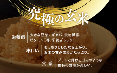 【 6回 隔月 定期便 】 宮城県産 金のいぶき 発芽玄米 パックごはん 12個×6回 総計72個 [ JA加美よつば（生活課） 宮城県 加美町 yo00005-6k]  パック ごはん おいしい 金のいぶき パック ごはん アウトドア 金のいぶき 備蓄