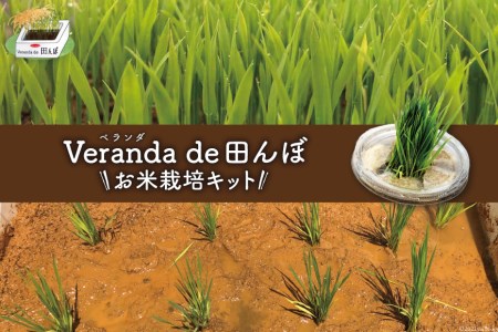 お米栽培キット 「ベランダ・デ・田んぼ」《5月後半~6月前半出荷》ひとめぼれ 自由研究 期間限定 / リロカリコクリ / 宮城県 加美町