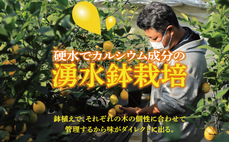 皮まで美味しい黄金レモン6個セット　※2025年1月上旬～2025年2月下旬頃に順次発送予定