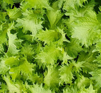 宮城の紫蘇香るクラフトビール 6本箱