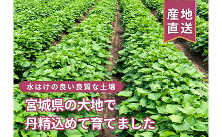 【お得な訳あり!】 さつまいも 紅はるか10kg