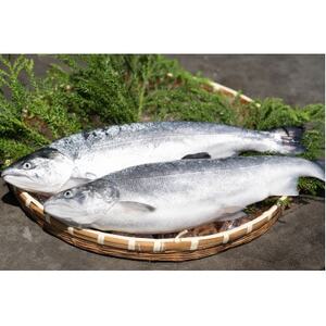 近海お刺身詰め合わせ(サーモン・ひらめ・真鯛・平目昆布〆) 各60g×2パック【配送不可地域：離島】【1692128】