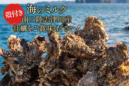 【期間限定発送】牡蠣 南三陸志津川産 殻付き牡蠣 5.5kg 30個前後 [南三陸牡蠣倶楽部 宮城県 南三陸町 30ao0002] カキ かき 生牡蠣 魚貝類 生牡蠣 貝 海鮮 魚介類 オイスター カキフライ カキ鍋 アヒージョ 魚介 期間限定 冷蔵 新鮮 濃厚