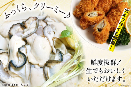 【期間限定発送】 2回 定期便 牡蠣 生食 南三陸町産 戸倉っこカキ 300g×3本 計900g [宮城県漁業協同組合志津川支所 宮城県 南三陸町 30an0004]