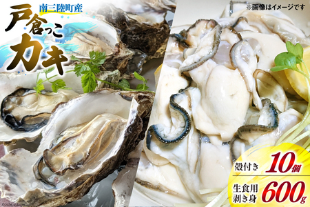 【期間限定発送】牡蠣 生食 南三陸町産 戸倉っこカキ 300g×2本 計600g 殻付き牡蠣 10個 [宮城県漁業協同組合志津川支所 宮城県 南三陸町 30an0003] 生カキ 生食用 剥き身 かき カキ 生ガキ むき身 むき 殻付