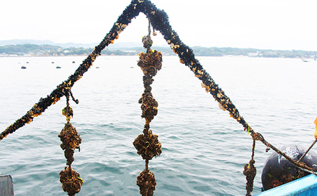 南三陸志津川産の殻付き牡蠣3.5kg（1kgあたり6～9個）