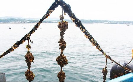 南三陸志津川産の殻付き牡蠣8.5kg（1kgあたり6～9個）