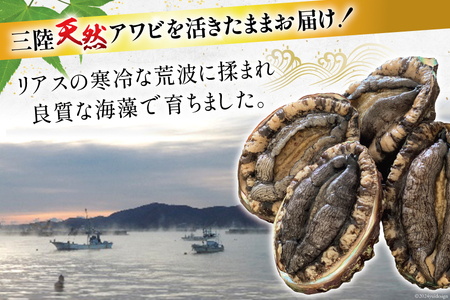 【期間限定発送】 海鮮 魚介 三陸 天然 活 アワビ Mサイズ 800g(6～7個入) [マルヤ五洋水産 宮城県 南三陸町 30al0010]