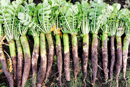 あきた伝統野菜のいぶりがっこ「沼山大根のパリポリがっこ」スライス3袋セット <栽培期間中農薬不使用>