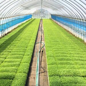 白米 ★つきたて新鮮★ うまい!! 本場のあきたこまち 10kg 精米 ご飯 ブランド米 おにぎり 令和7年産 産地直送 おこめ ごはん 秋田県 秋田 能代市