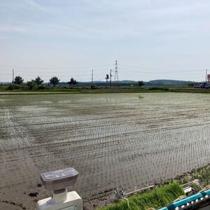 白米 ★つきたて新鮮★ うまい!! 本場のあきたこまち 10kg 精米 ご飯 ブランド米 おにぎり 令和7年産 産地直送 おこめ ごはん 秋田県 秋田 能代市